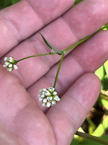 arrow-leaved tearthumb