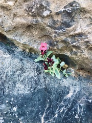 Penstemon petiolatus