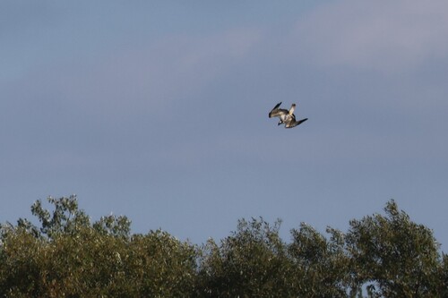 Osprey