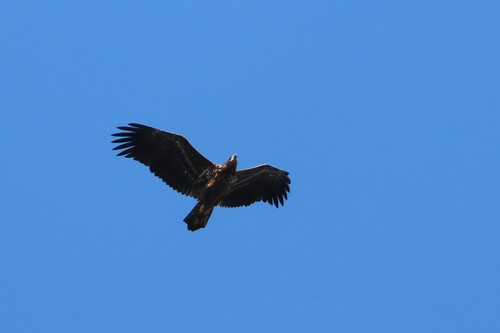 White-tailed Eagle
