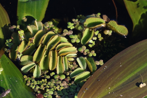 floating fern