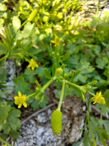 cursed crowfoot