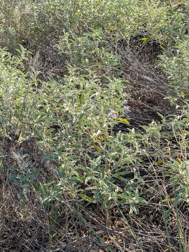 silverleaf nightshade