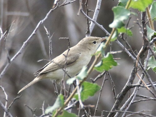 iNaturalist image