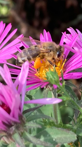Western Honey Bee