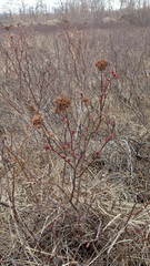 Spiraea beauverdiana
