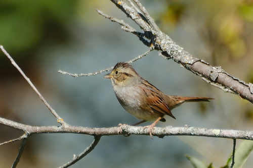 Swamp Sparrow