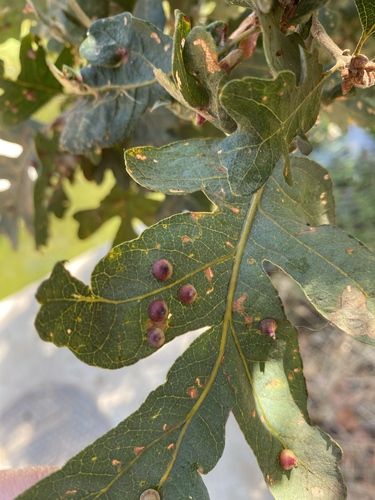 Red Cone Gall Wasp