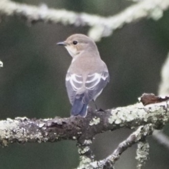 European Pied Flycatcher