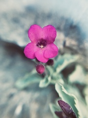 Penstemon petiolatus