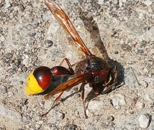 Delta unguiculatum