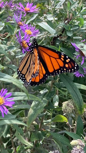 Monarch