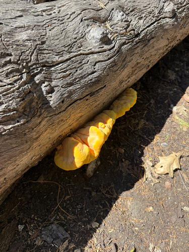 iNaturalist observation photo of Laetiporus