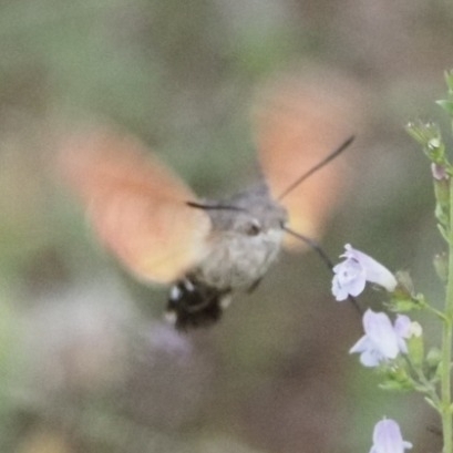 Eurasian Hummingbird Hawkmoth
