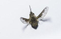 Bombylius fimbriatus