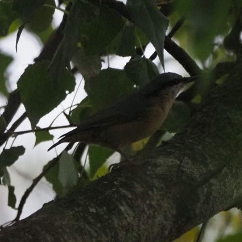 Eurasian Nuthatch