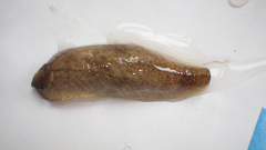 Testacella haliotidea