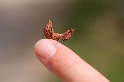 European Dwarf Mantis