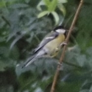 Great Tit