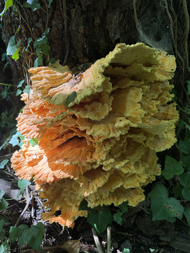 chicken of the woods