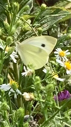 Small White
