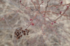 Spiraea beauverdiana