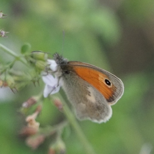 Small Heath