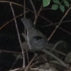 Eurasian Blackcap