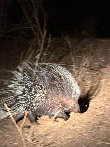 Cape Porcupine
