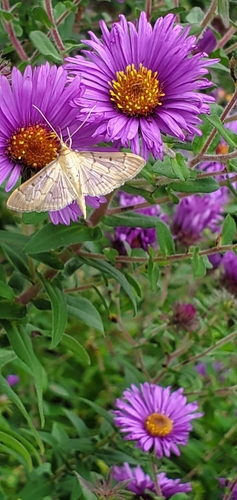 Southern Beet Webworm Moth