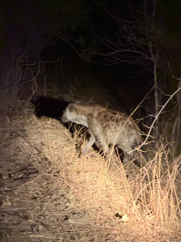 Spotted Hyena