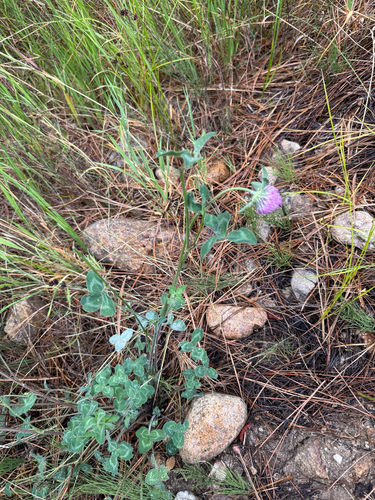 Red Clover