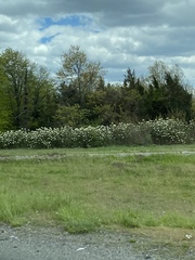 Viburnum rhytidophyllum
