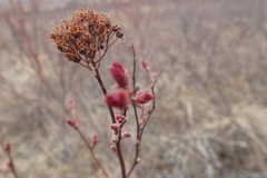 Spiraea beauverdiana