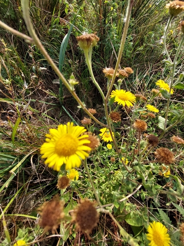 Common Fleabane
