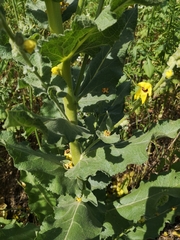 Verbascum galilaeum