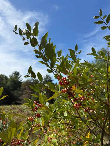 autumn olive