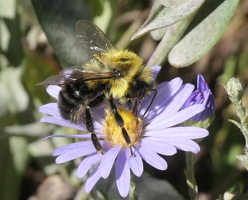 Common Eastern Bumble Bee