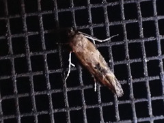 Mompha stellella