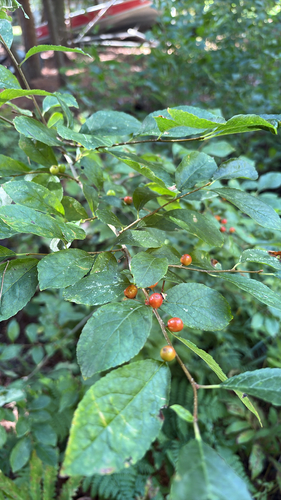 winterberry holly