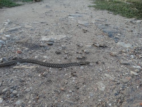 Tessellated Water Snake