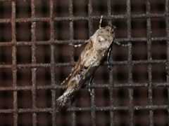 Mompha stellella