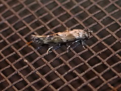 Mompha stellella