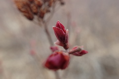 Spiraea beauverdiana