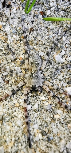 Northern Bear Spider