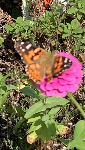 Painted Lady