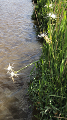Hymenocallis crassifolia