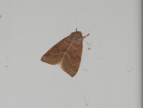 Pale-lemon Sallow