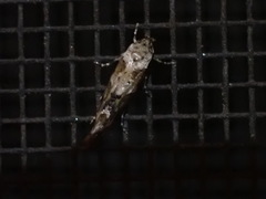 Mompha stellella