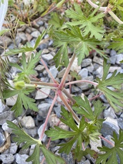 Geranium bicknellii
